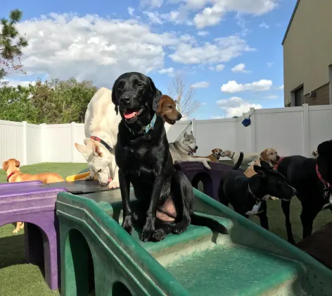 Dogs playing on slide